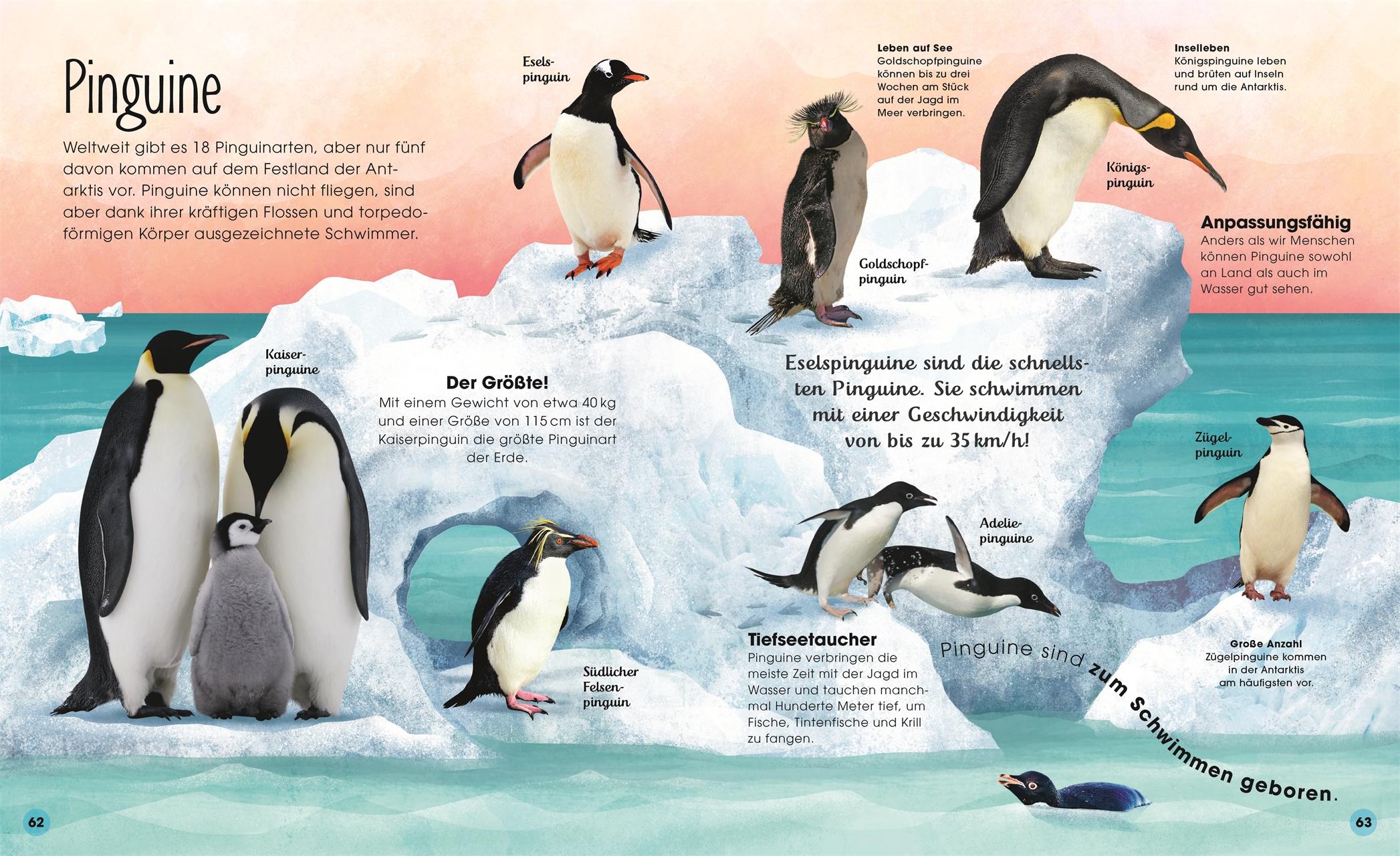 Beispielinhalt (Bild) Welt aus Eis