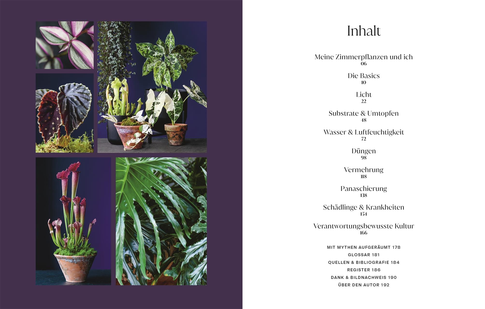 Beispielinhalt (Bild) Urban Jungle Style