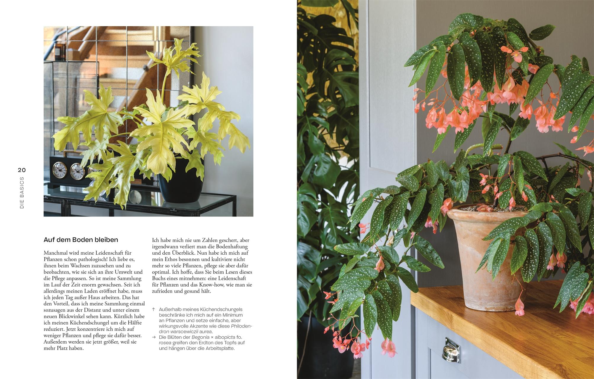 Beispielinhalt (Bild) Urban Jungle Style