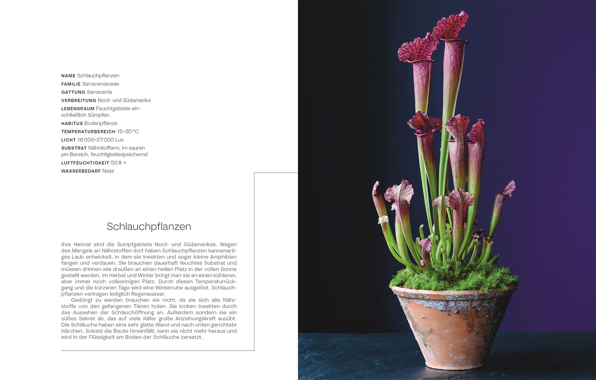 Beispielinhalt (Bild) Urban Jungle Style