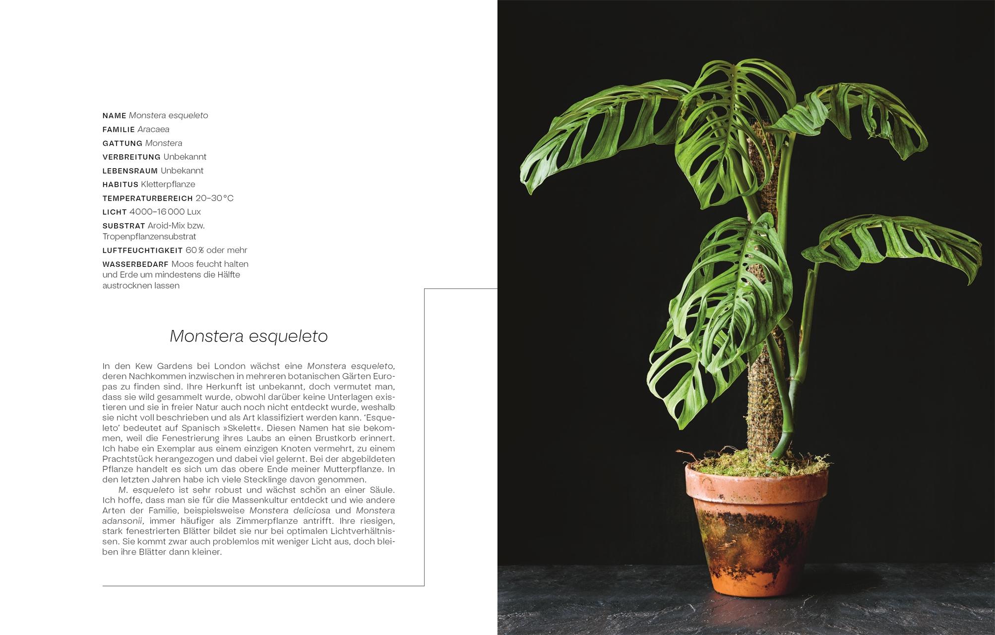 Beispielinhalt (Bild) Urban Jungle Style