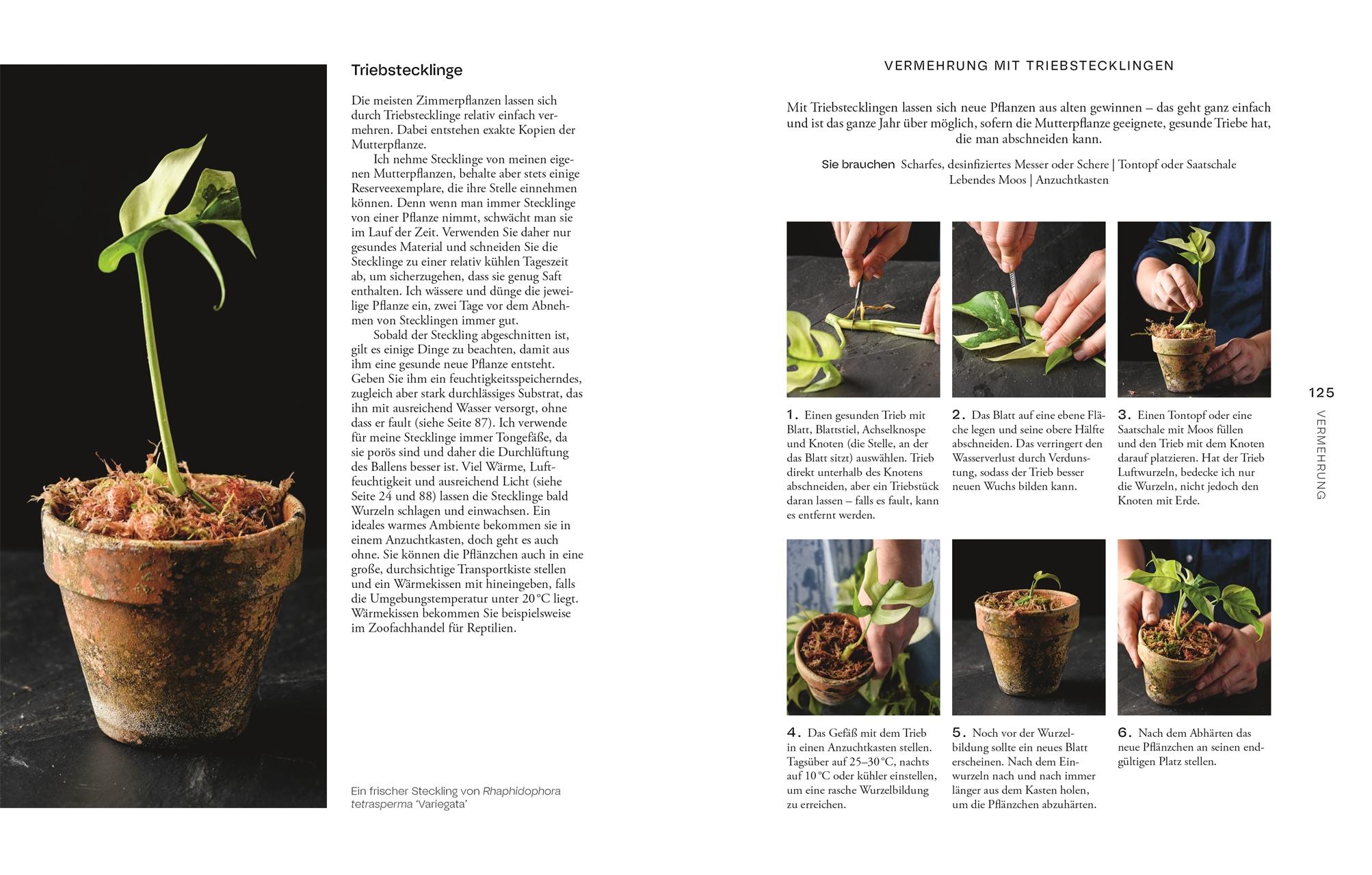 Beispielinhalt (Bild) Urban Jungle Style