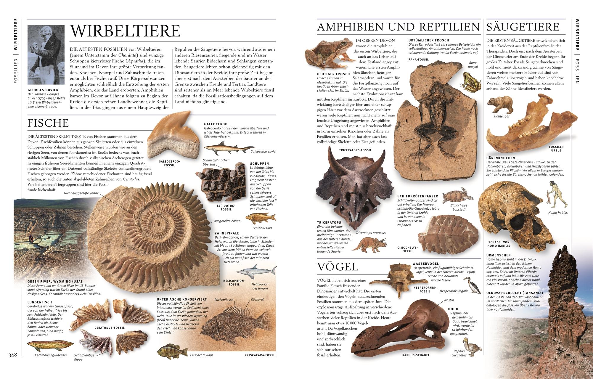 Beispielinhalt (Bild) Steine & Mineralien