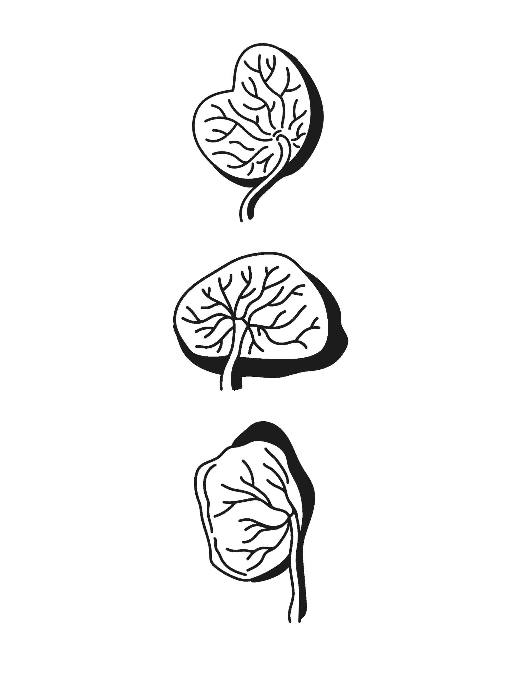 Beispielinhalt (Bild) Plazenta Power