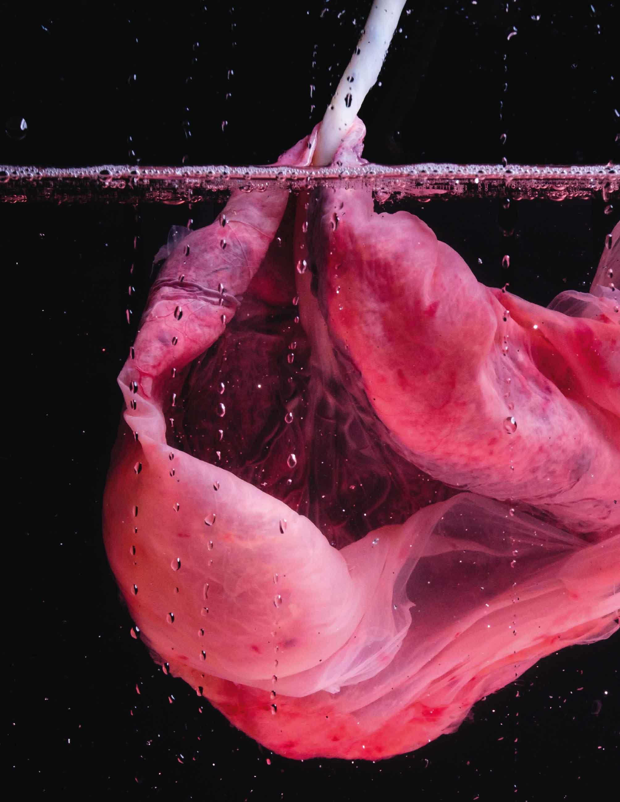 Beispielinhalt (Bild) Plazenta Power