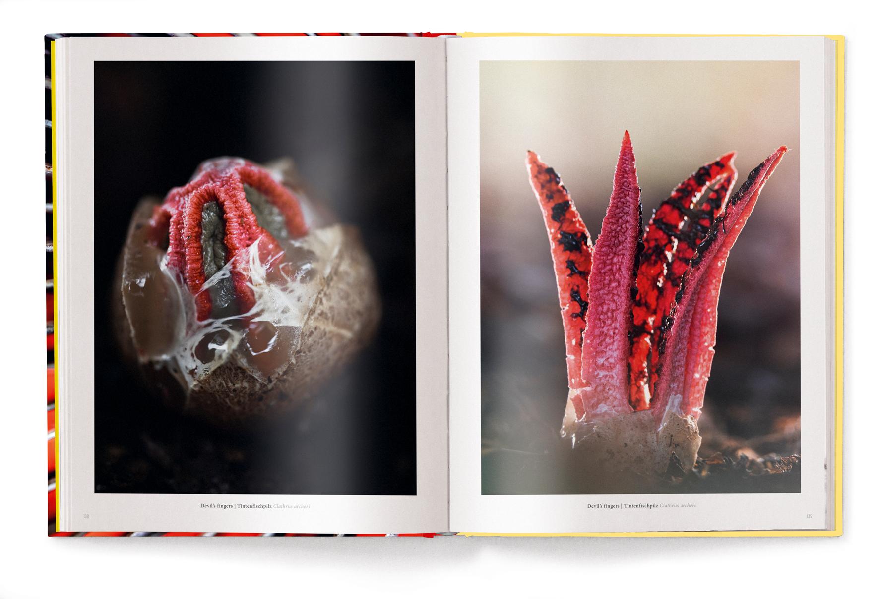 Beispielinhalt (Bild) Wonderland