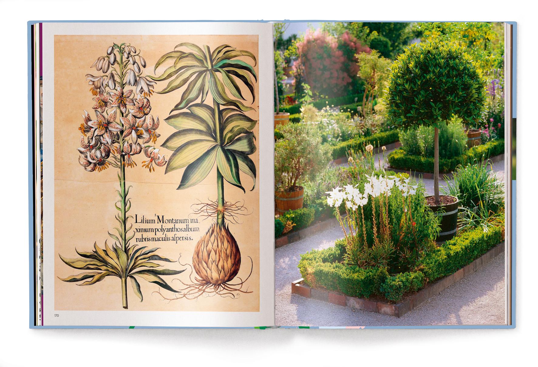 Beispielinhalt (Bild) Floramour: Lilien