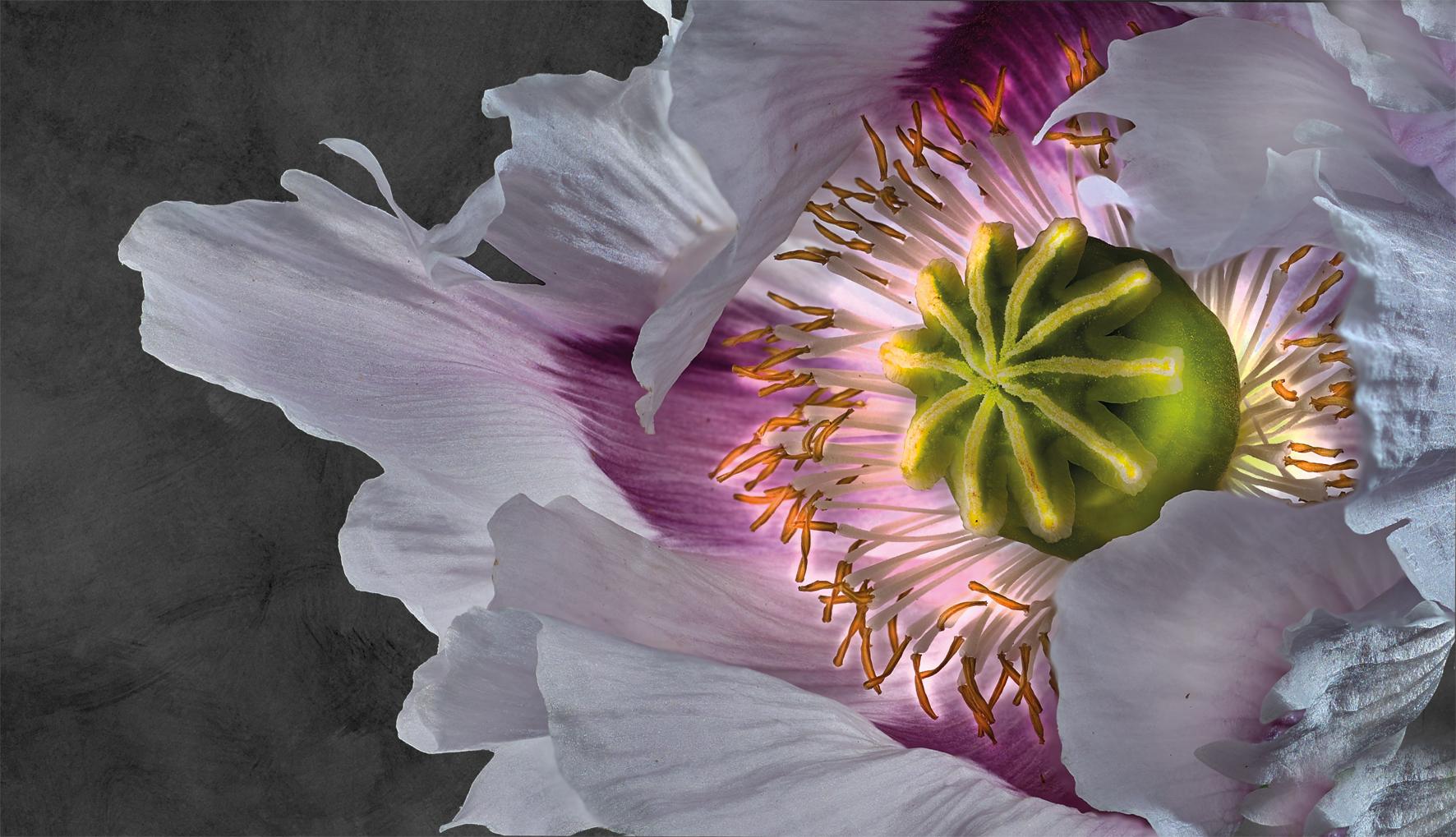 Beispielinhalt (Bild) Floral