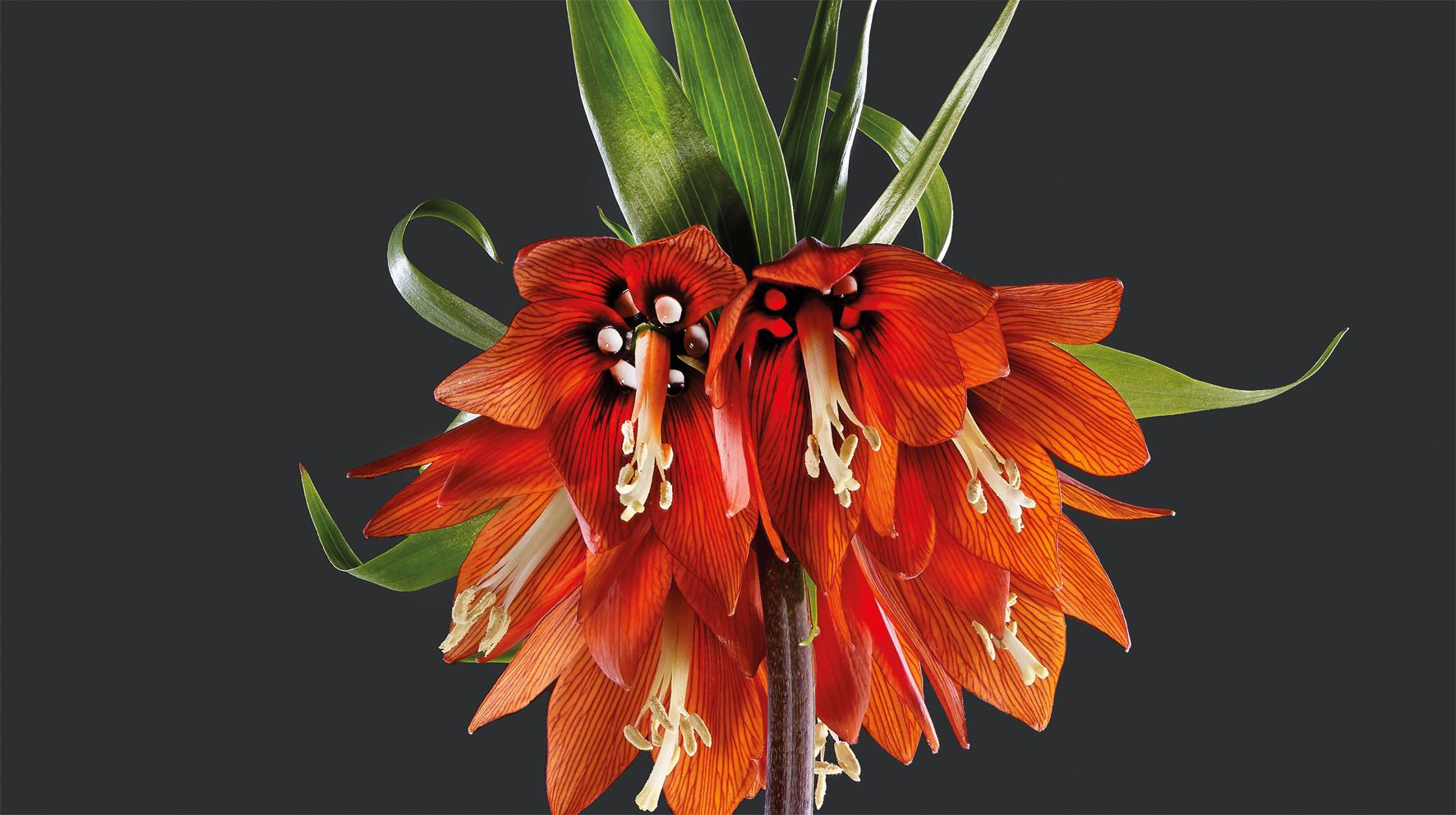 Beispielinhalt (Bild) Floral
