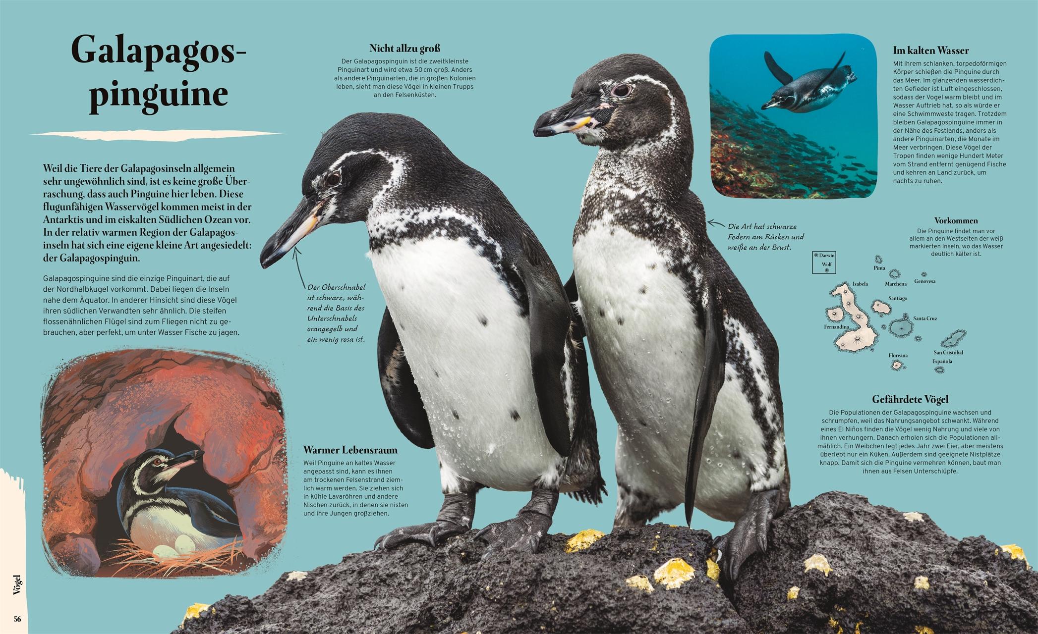 Beispielinhalt (Bild) Galapagos