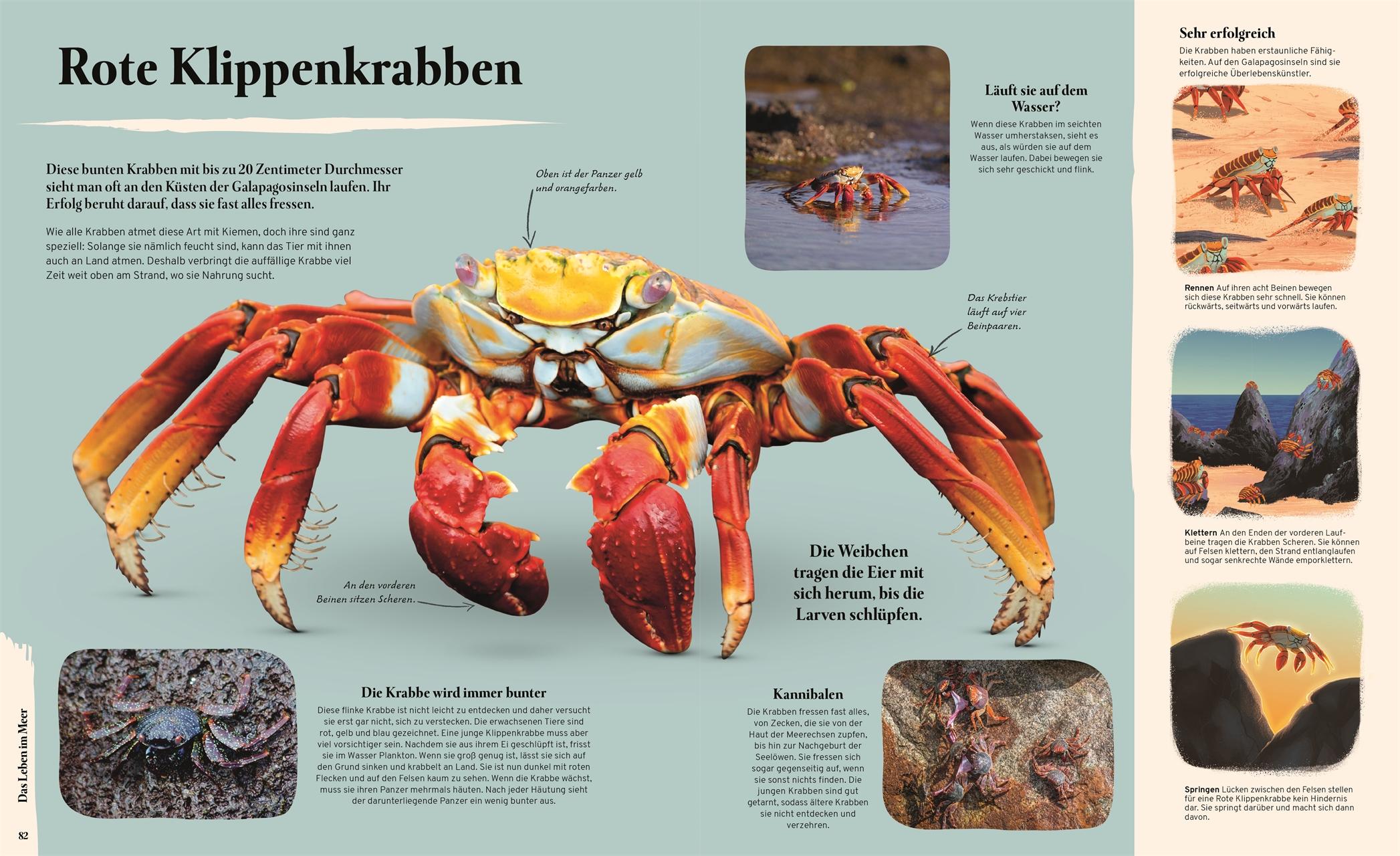 Beispielinhalt (Bild) Galapagos