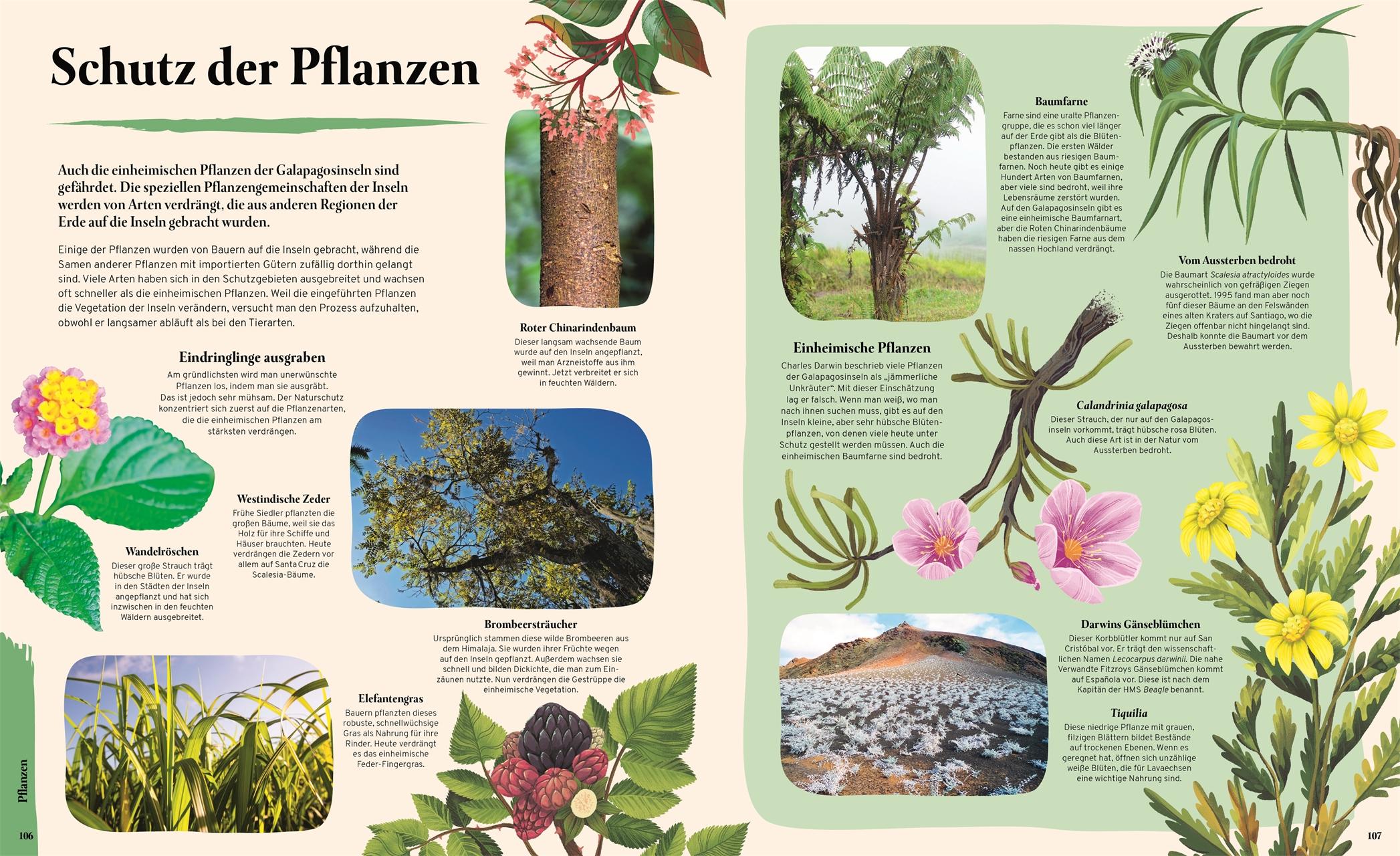 Beispielinhalt (Bild) Galapagos