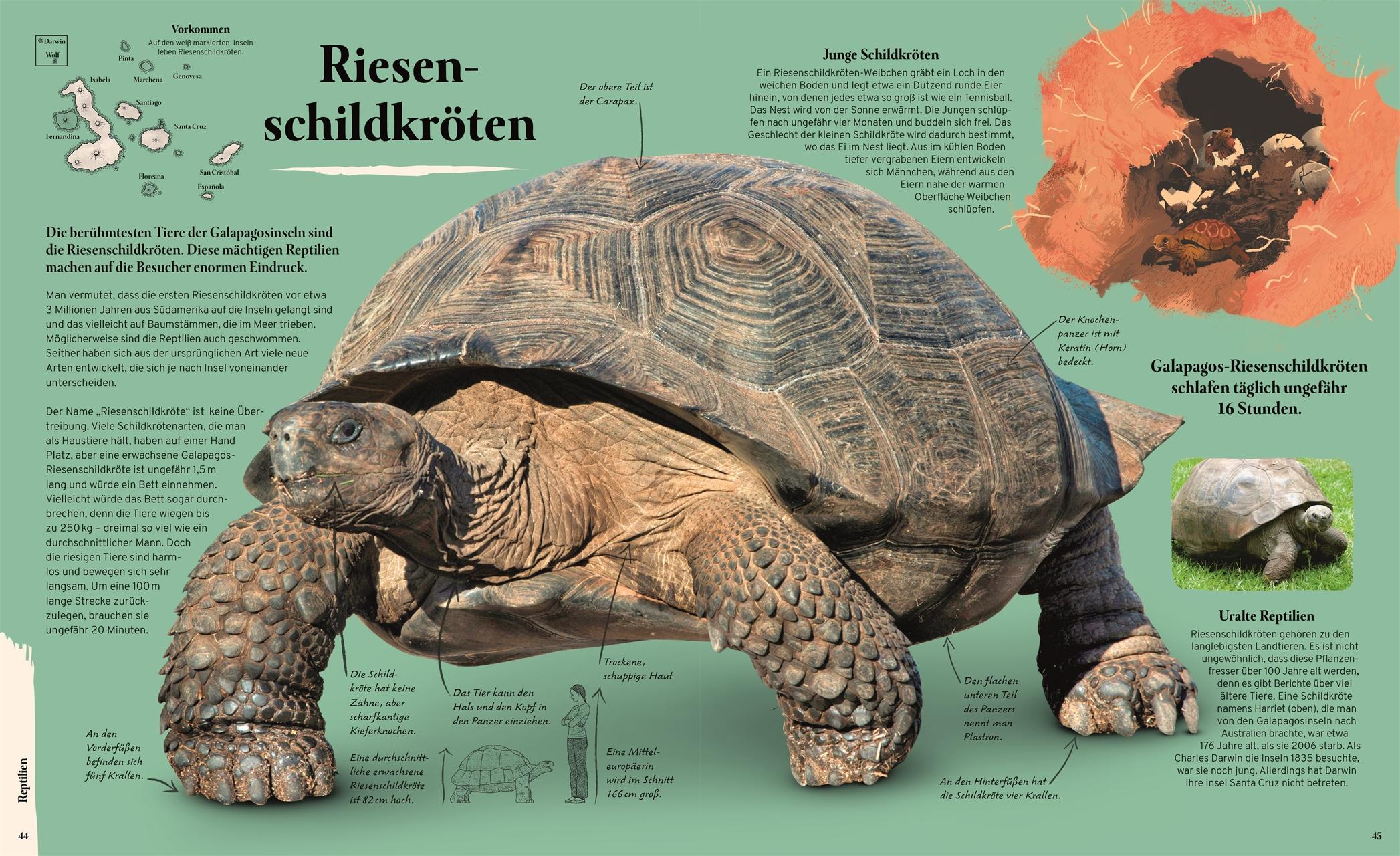 Beispielinhalt (Bild) Galapagos