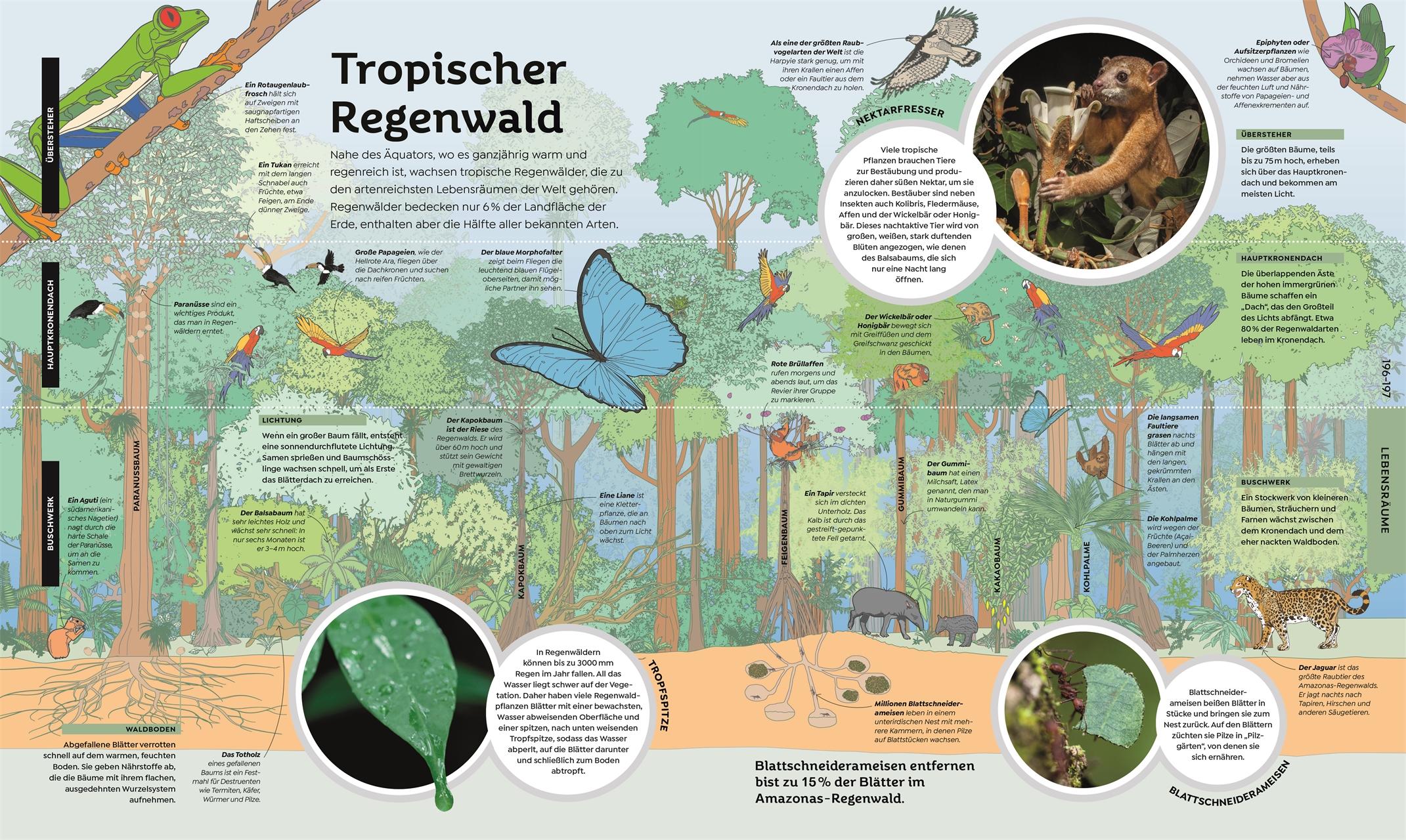 Beispielinhalt (Bild) Das große Buch von Allem