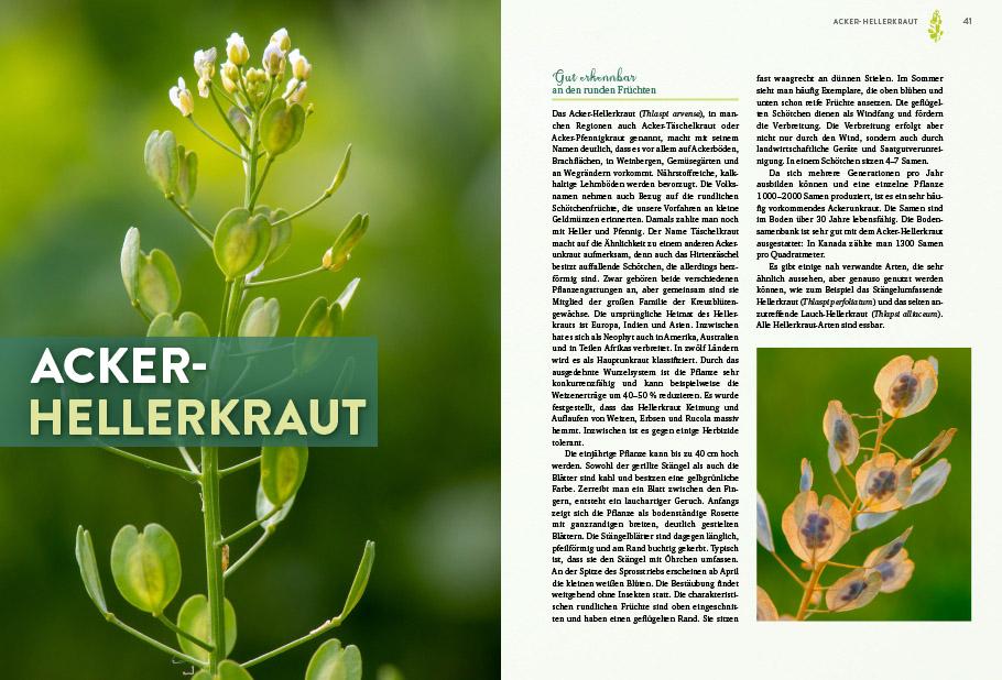 Beispielinhalt (Bild) Geheimnisse der Unkräuter