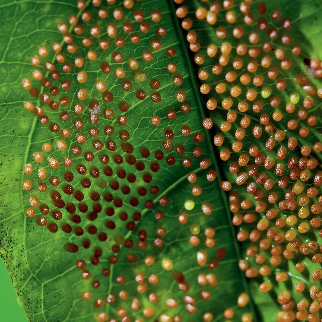 Beispielinhalt (Bild) Leben auf unserem Planeten