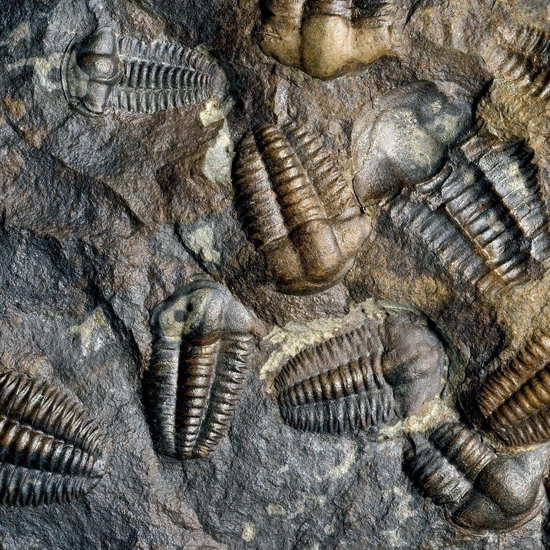 Beispielinhalt (Bild) Leben auf unserem Planeten