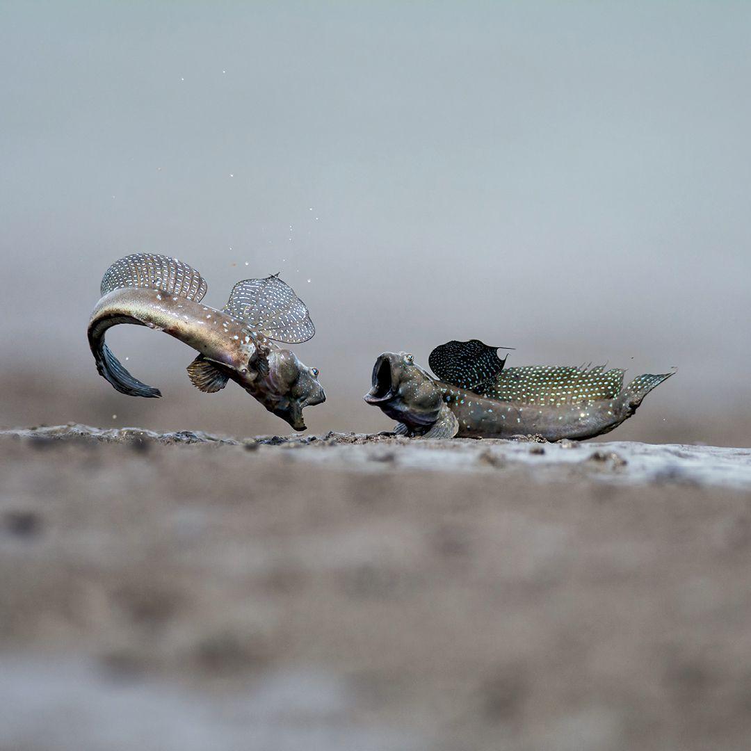 Beispielinhalt (Bild) Leben auf unserem Planeten