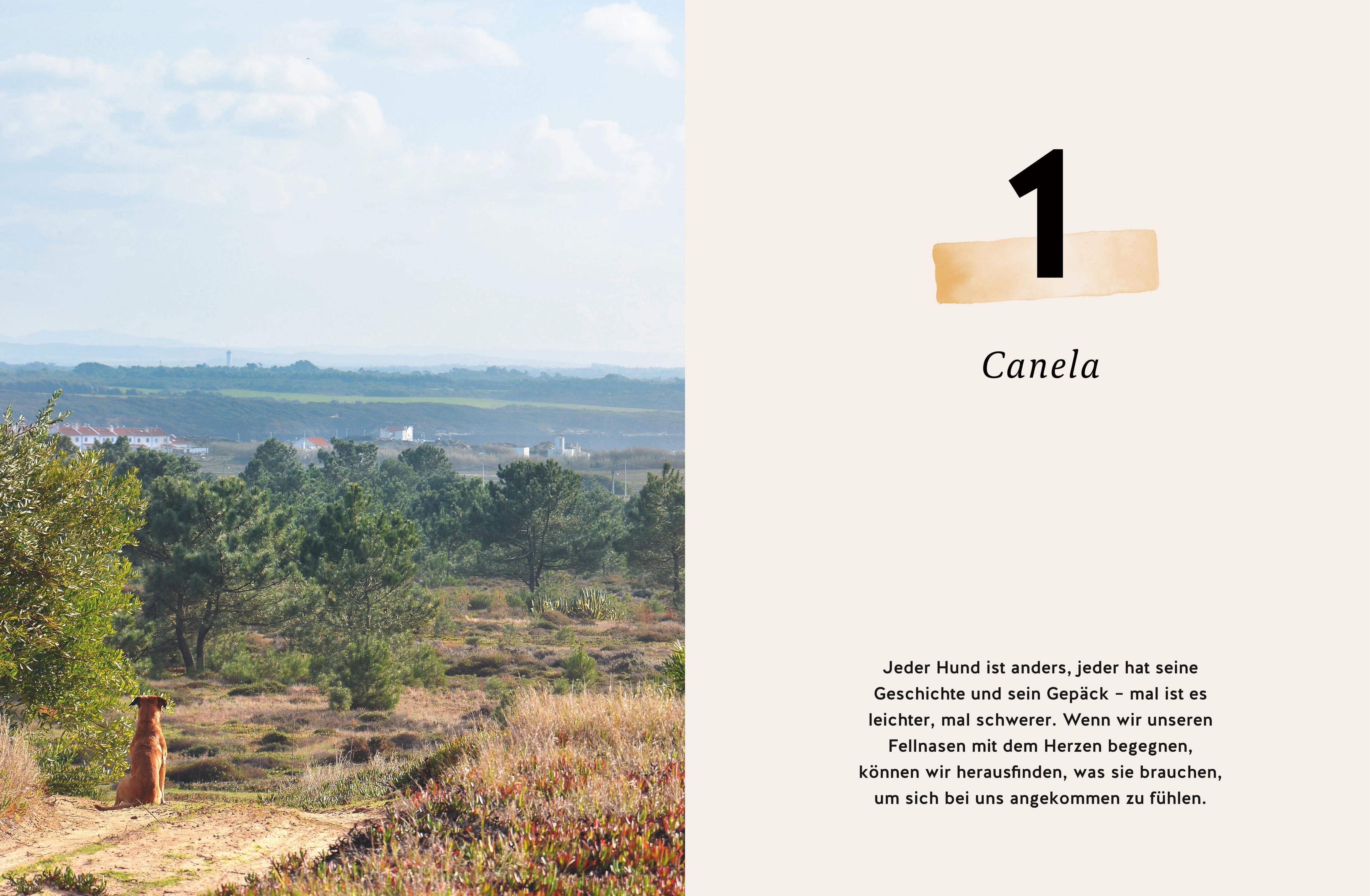 Beispielinhalt (Bild) Seelenpartner Hund