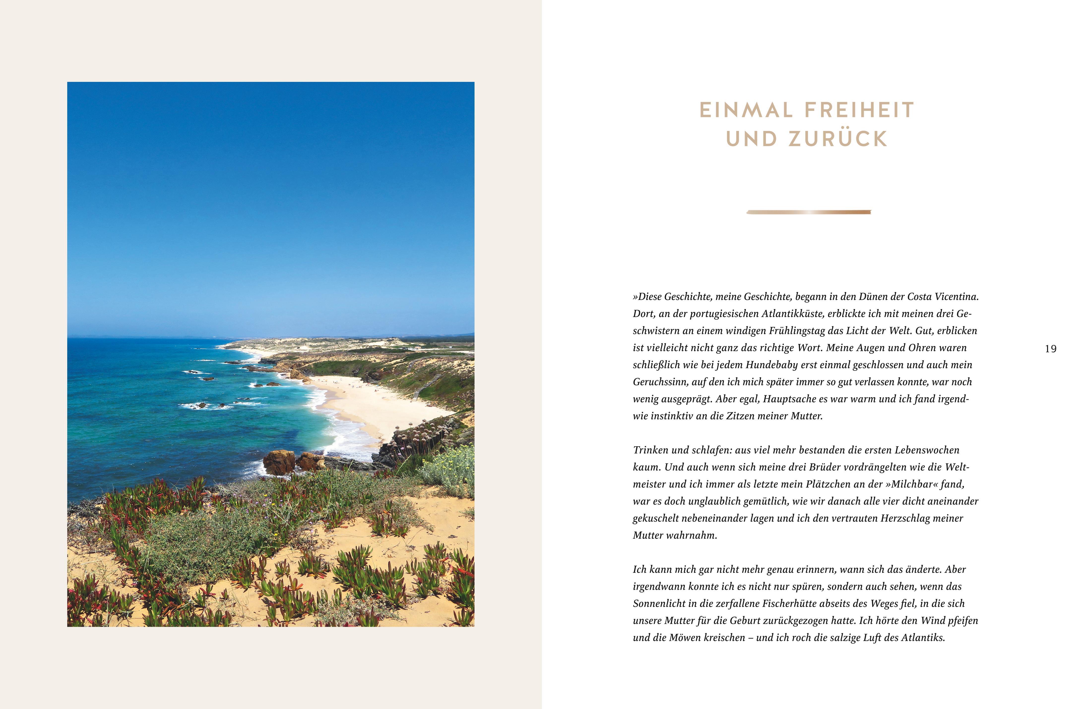 Beispielinhalt (Bild) Seelenpartner Hund