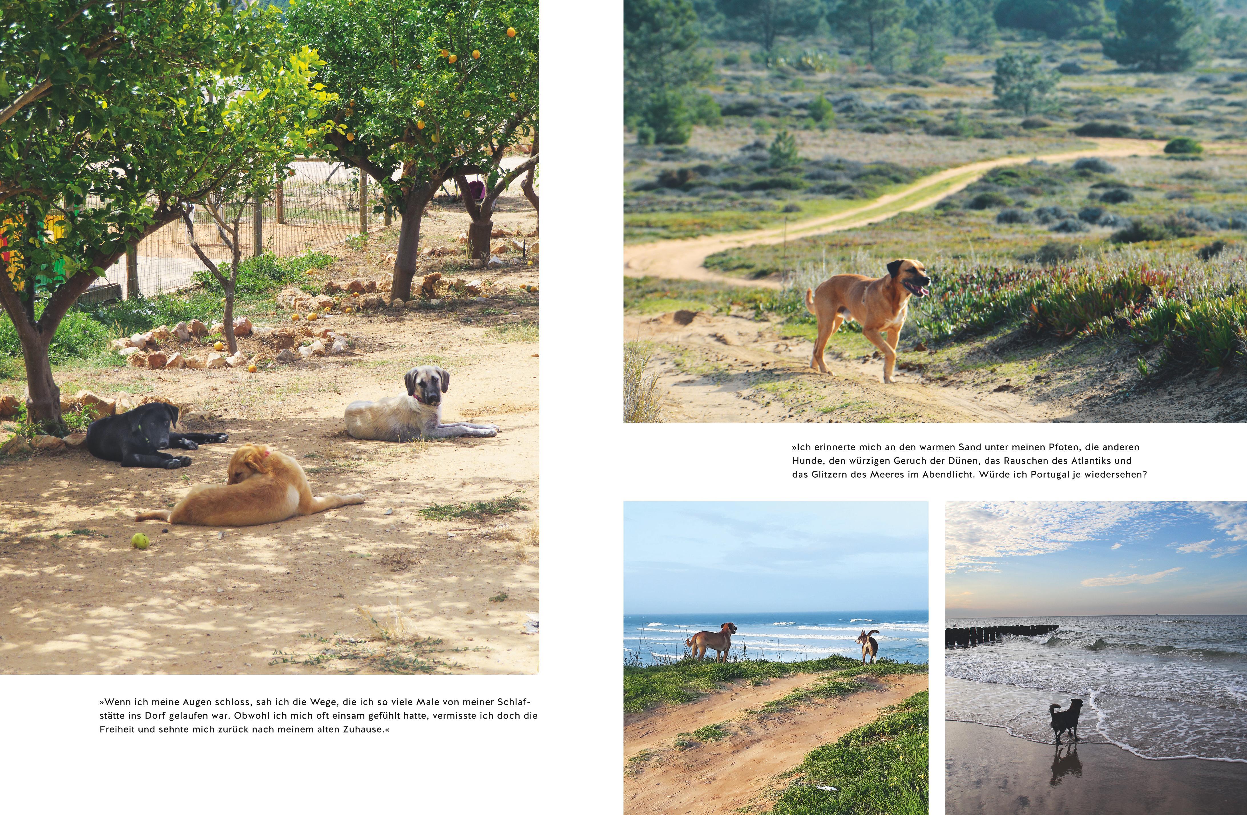 Beispielinhalt (Bild) Seelenpartner Hund