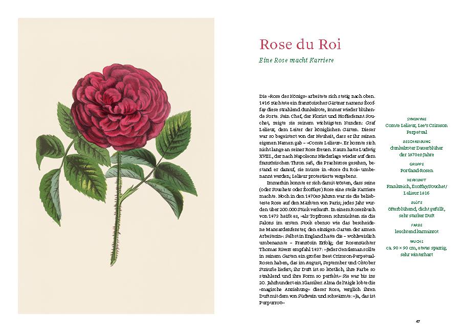 Beispielinhalt (Bild) Historische Rosen