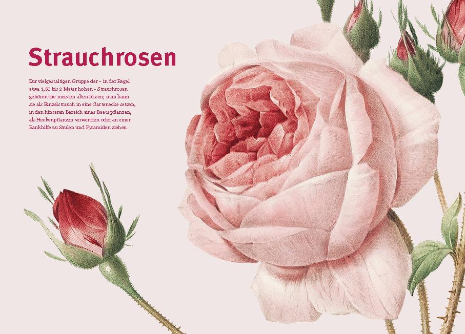 Beispielinhalt (Bild) Historische Rosen