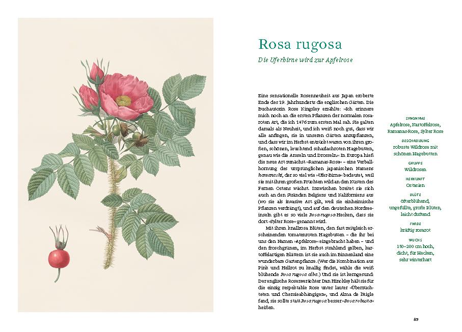 Beispielinhalt (Bild) Historische Rosen