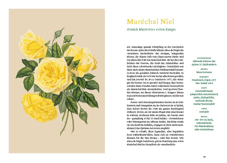 Beispielinhalt (Bild) Historische Rosen
