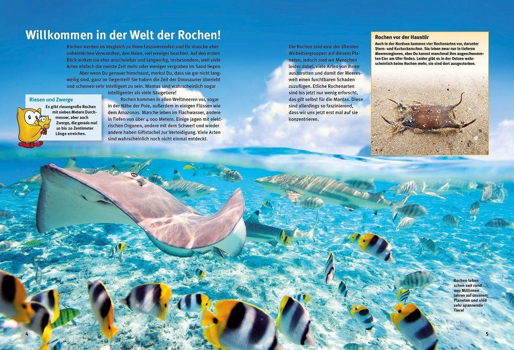 Beispielinhalt (Bild) Entdecke die Rochen