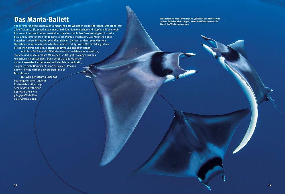 Beispielinhalt (Bild) Entdecke die Rochen