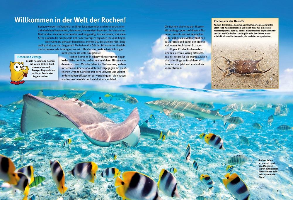 Beispielinhalt (Bild) Entdecke die Rochen