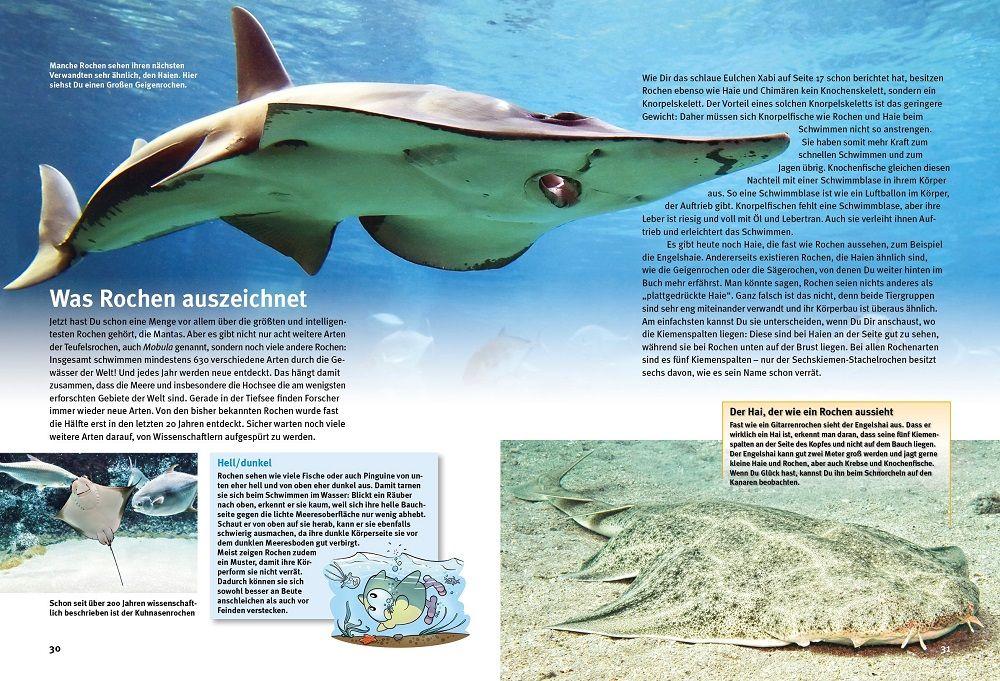 Beispielinhalt (Bild) Entdecke die Rochen