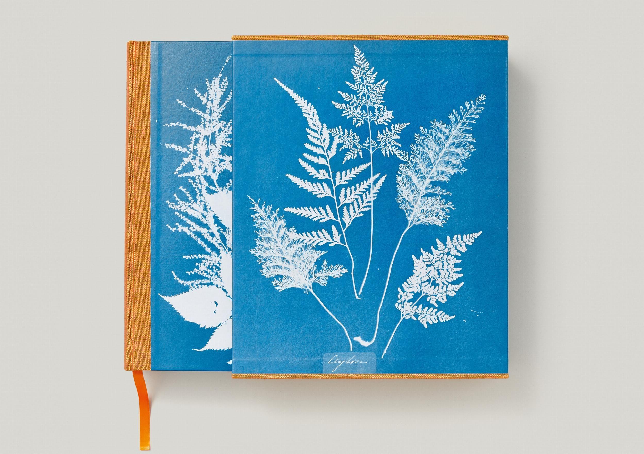 Beispielinhalt (Bild) Anna Atkins. Cyanotypes
