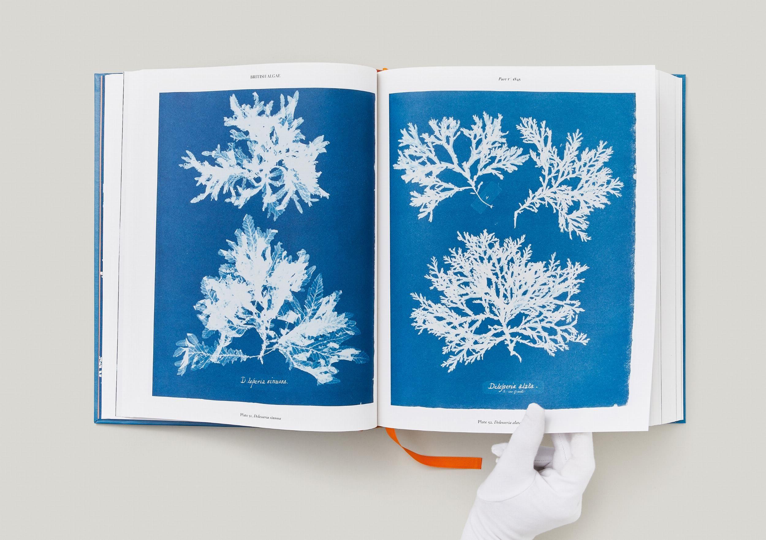 Beispielinhalt (Bild) Anna Atkins. Cyanotypes
