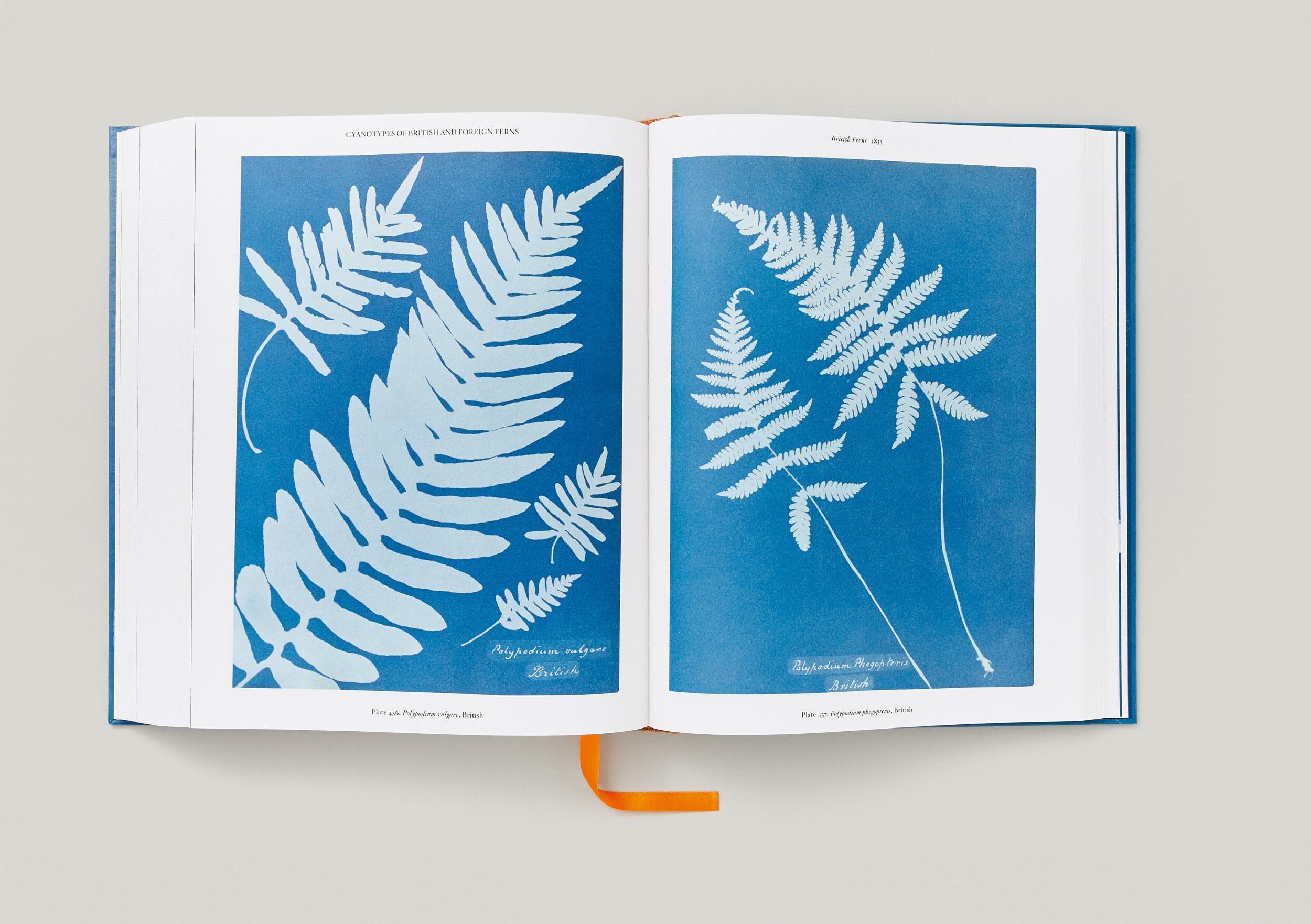 Beispielinhalt (Bild) Anna Atkins. Cyanotypes