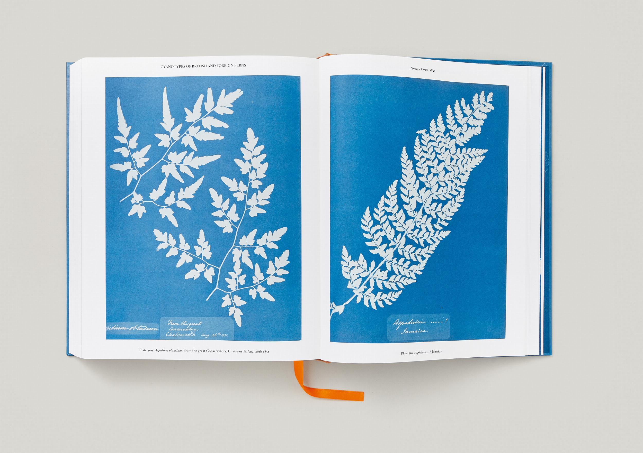 Beispielinhalt (Bild) Anna Atkins. Cyanotypes