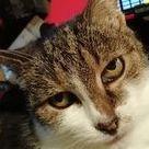 Autorenbild Die Waldhausmädels ,Tagebuchnotizen von Katze Lisbeth aus dem Leben mit ihrer Dosenöffnerin