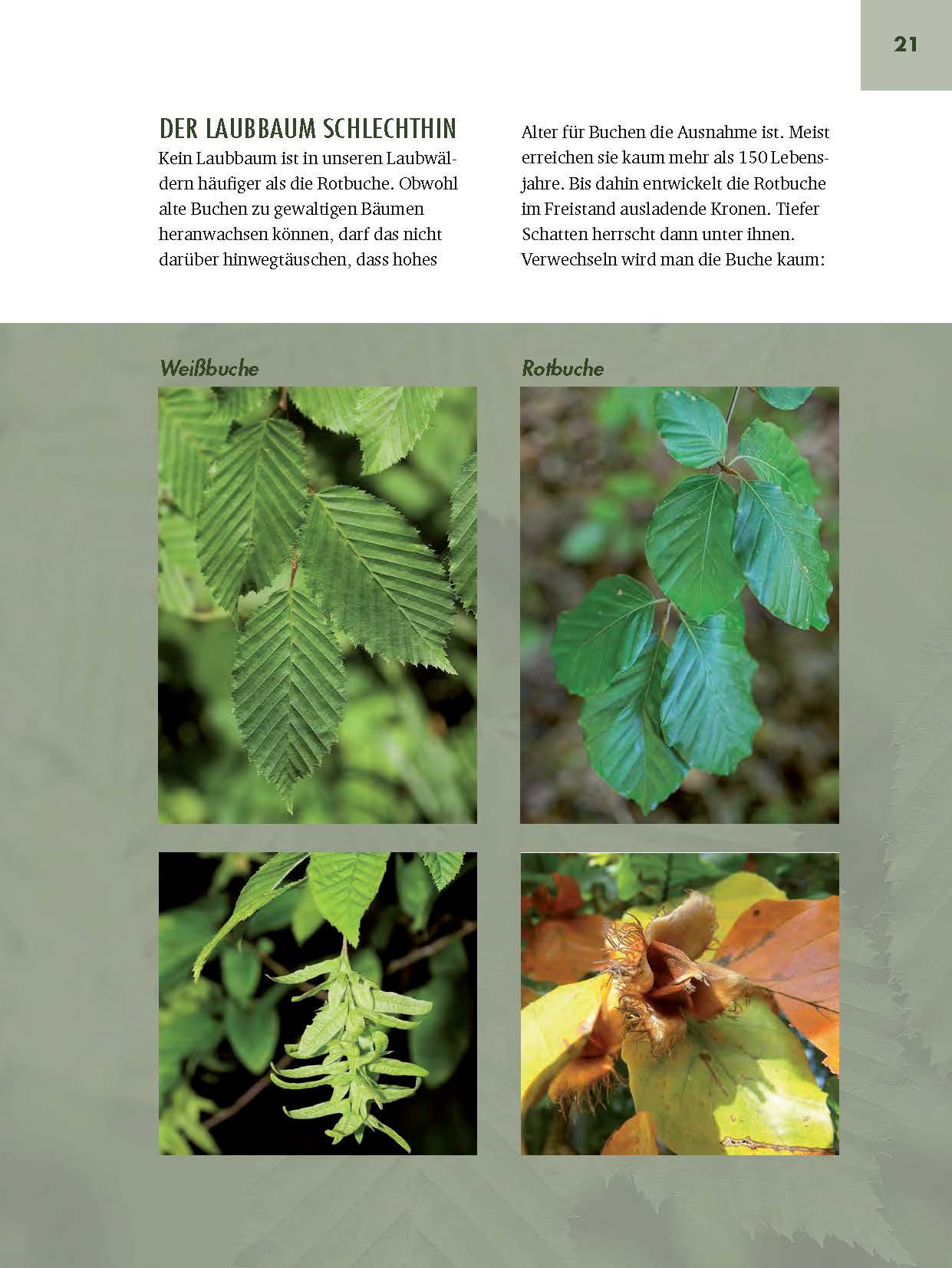 Beispielinhalt (Bild) Faszinierende Bäume in Oberbayern