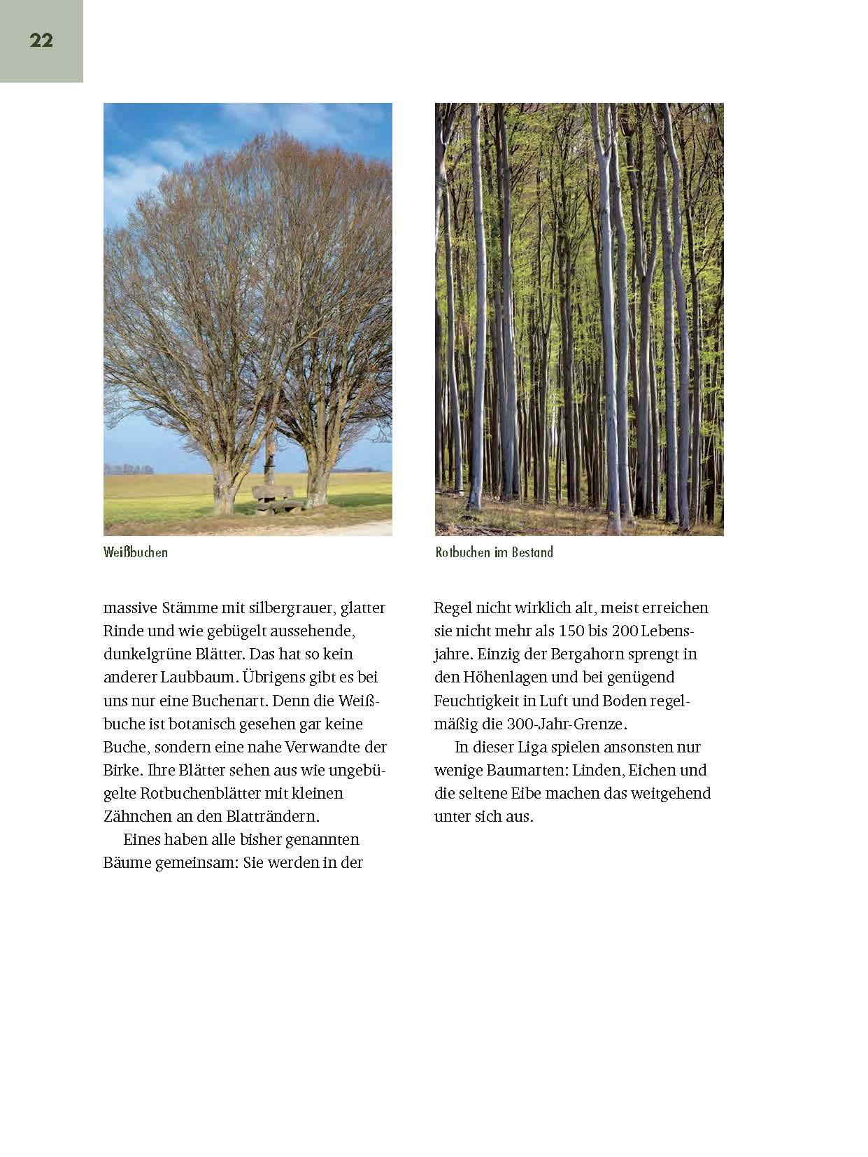 Beispielinhalt (Bild) Faszinierende Bäume in Oberbayern