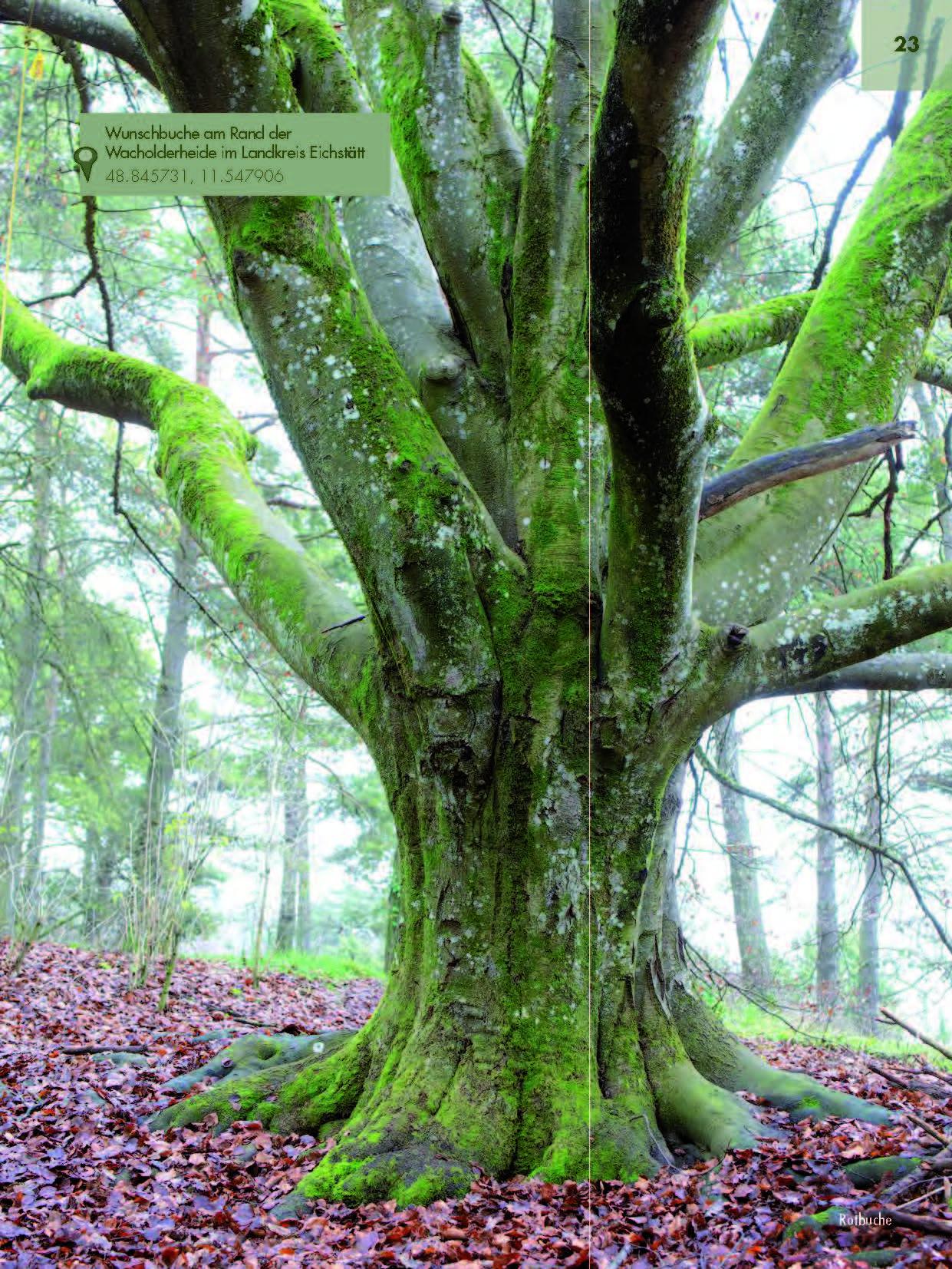 Beispielinhalt (Bild) Faszinierende Bäume in Oberbayern
