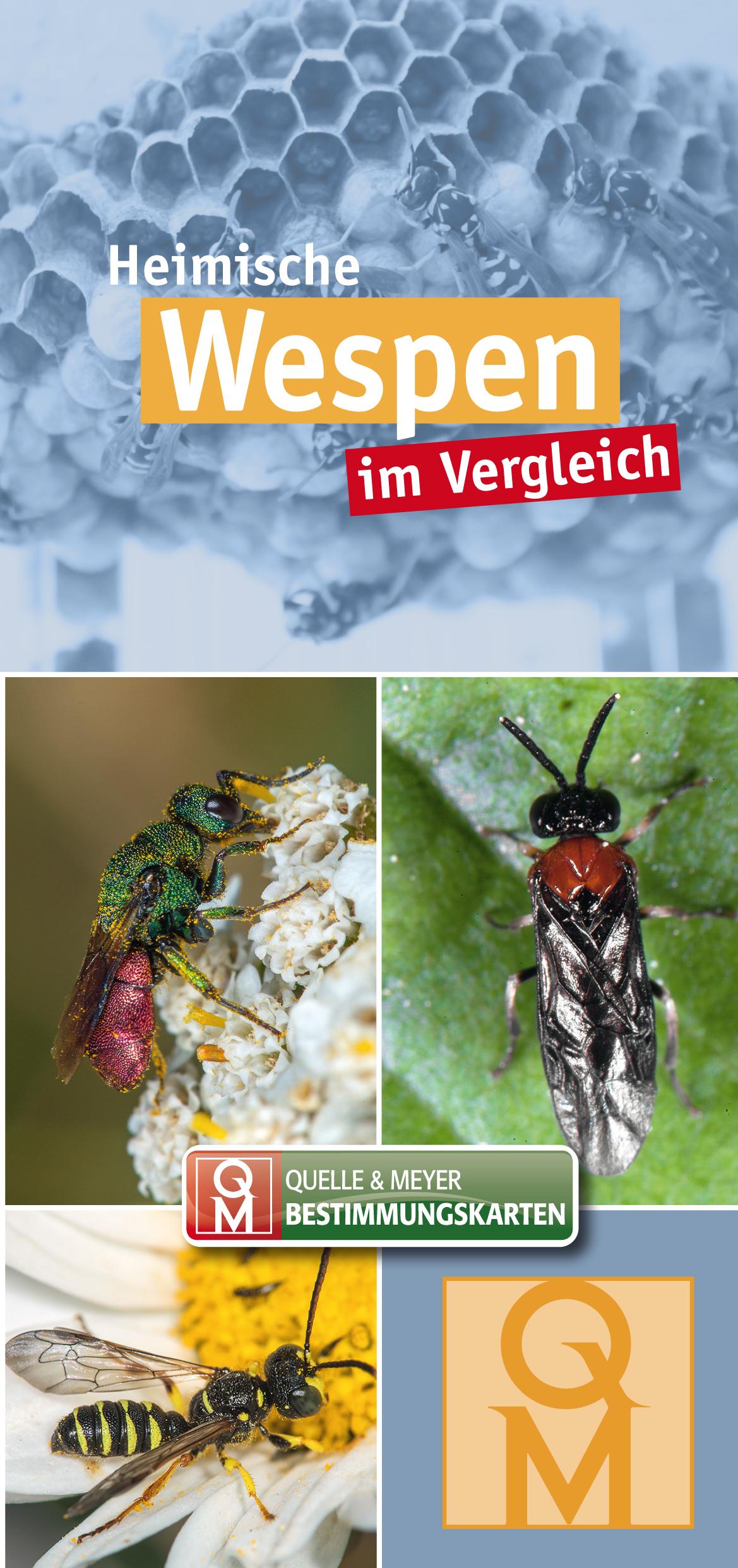 Vorderes Coverbild Heimische Wespen