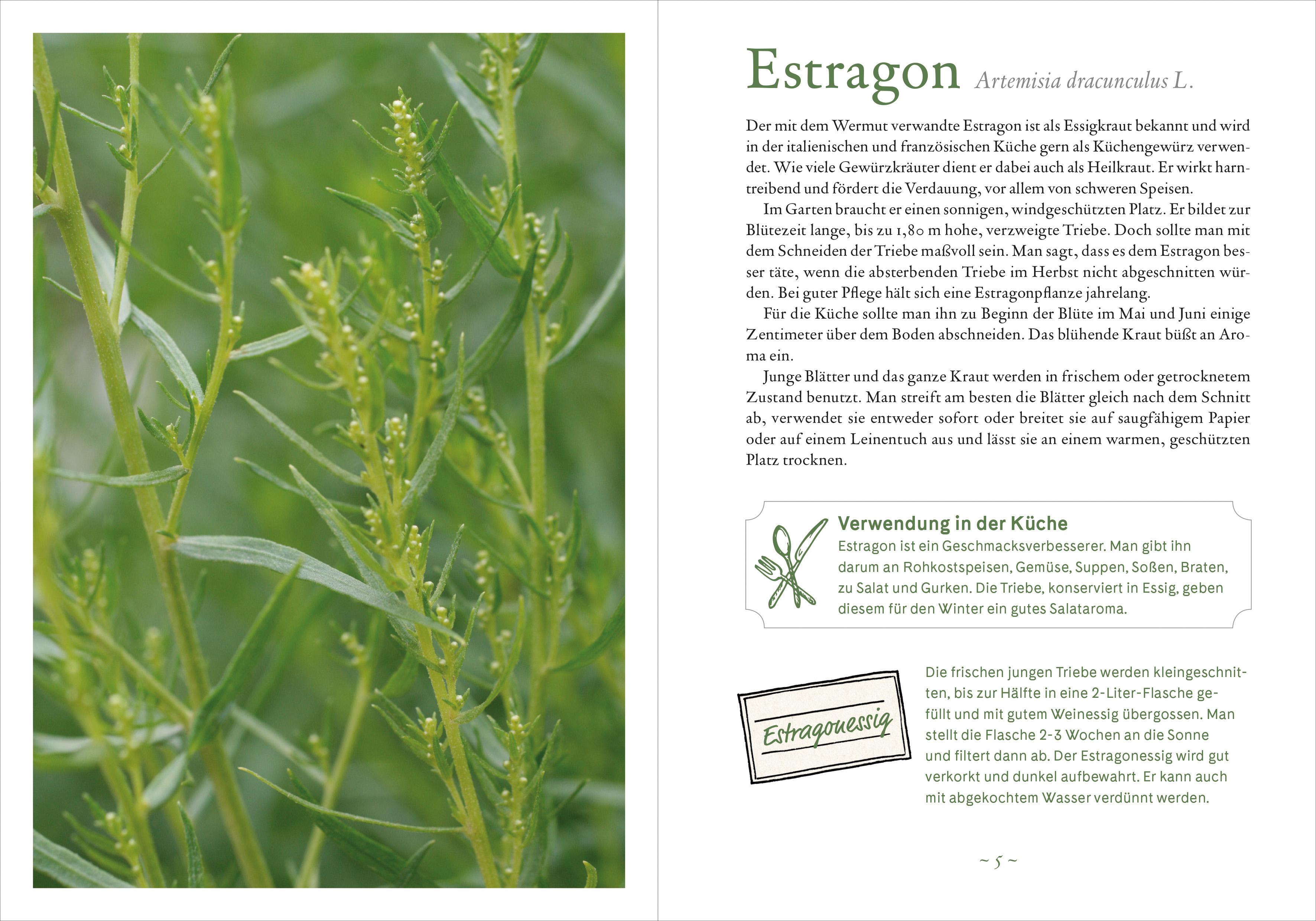 Beispielinhalt (Bild) Mit 52 Klosterkräutern durch das Jahr