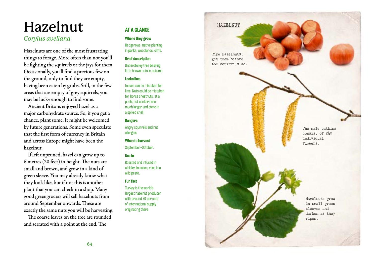 Beispielinhalt (Bild) The First-Time Forager