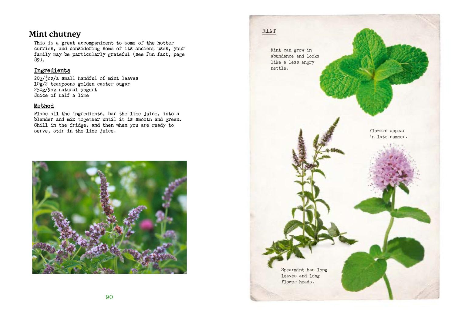 Beispielinhalt (Bild) The First-Time Forager