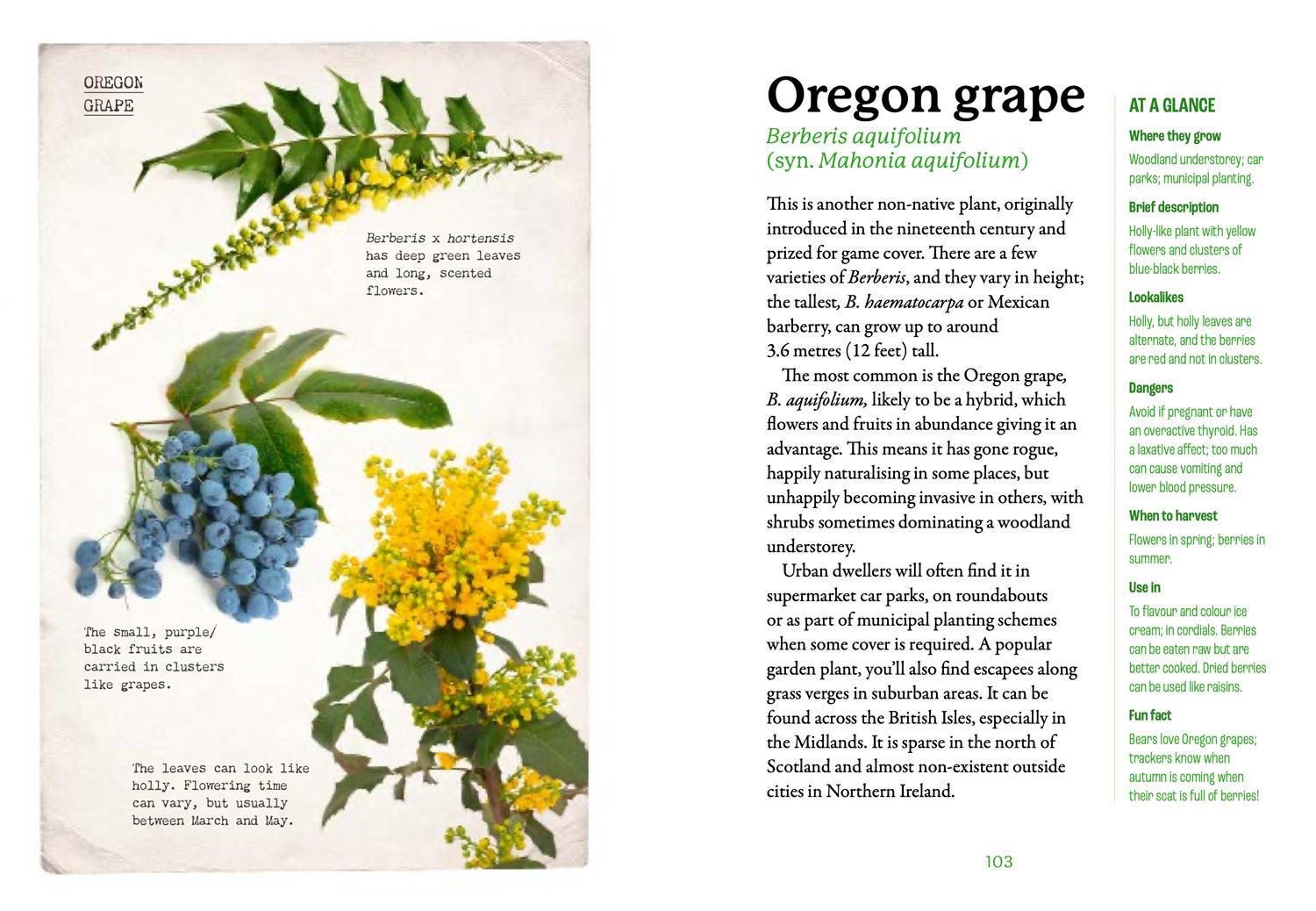 Beispielinhalt (Bild) The First-Time Forager