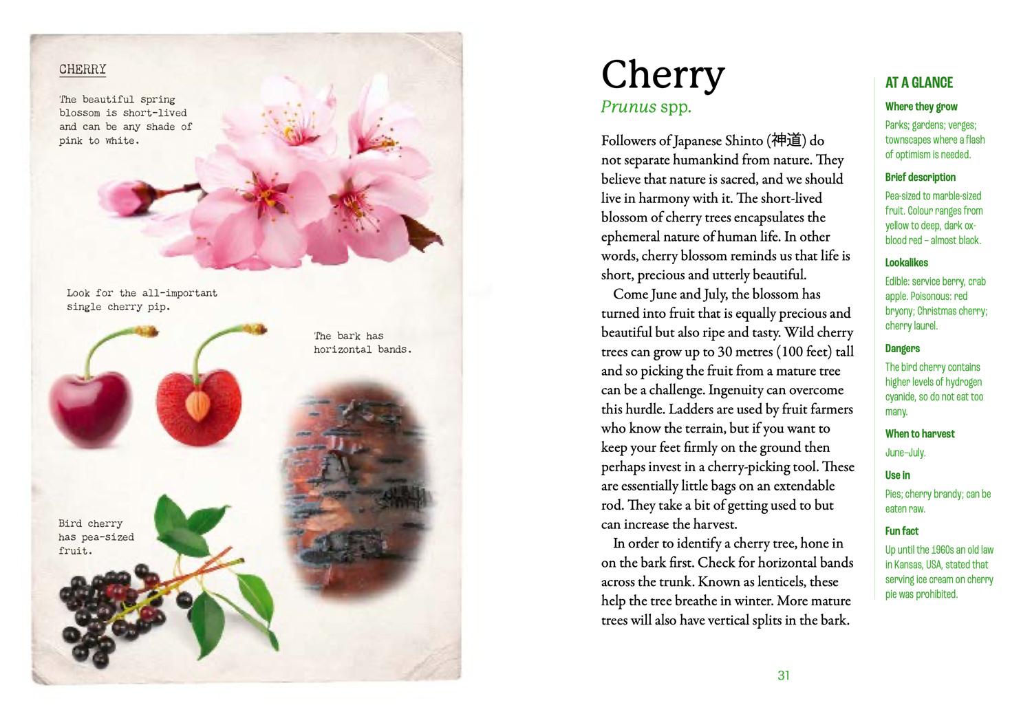 Beispielinhalt (Bild) The First-Time Forager