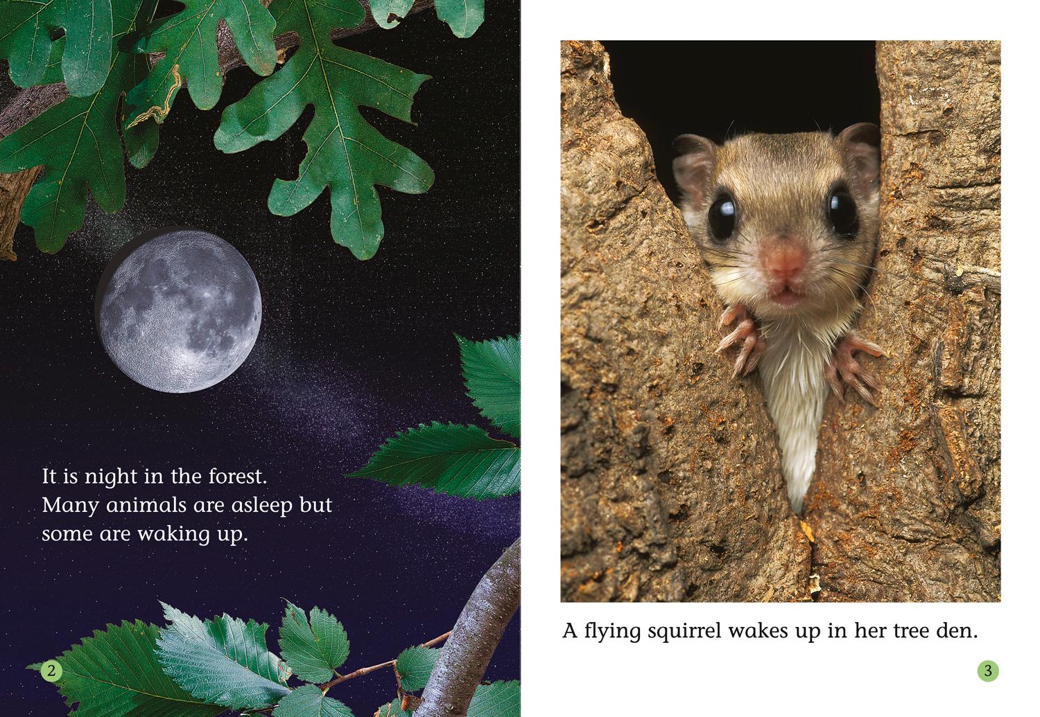 Beispielinhalt (Bild) The Fantastic Flying Squirrel