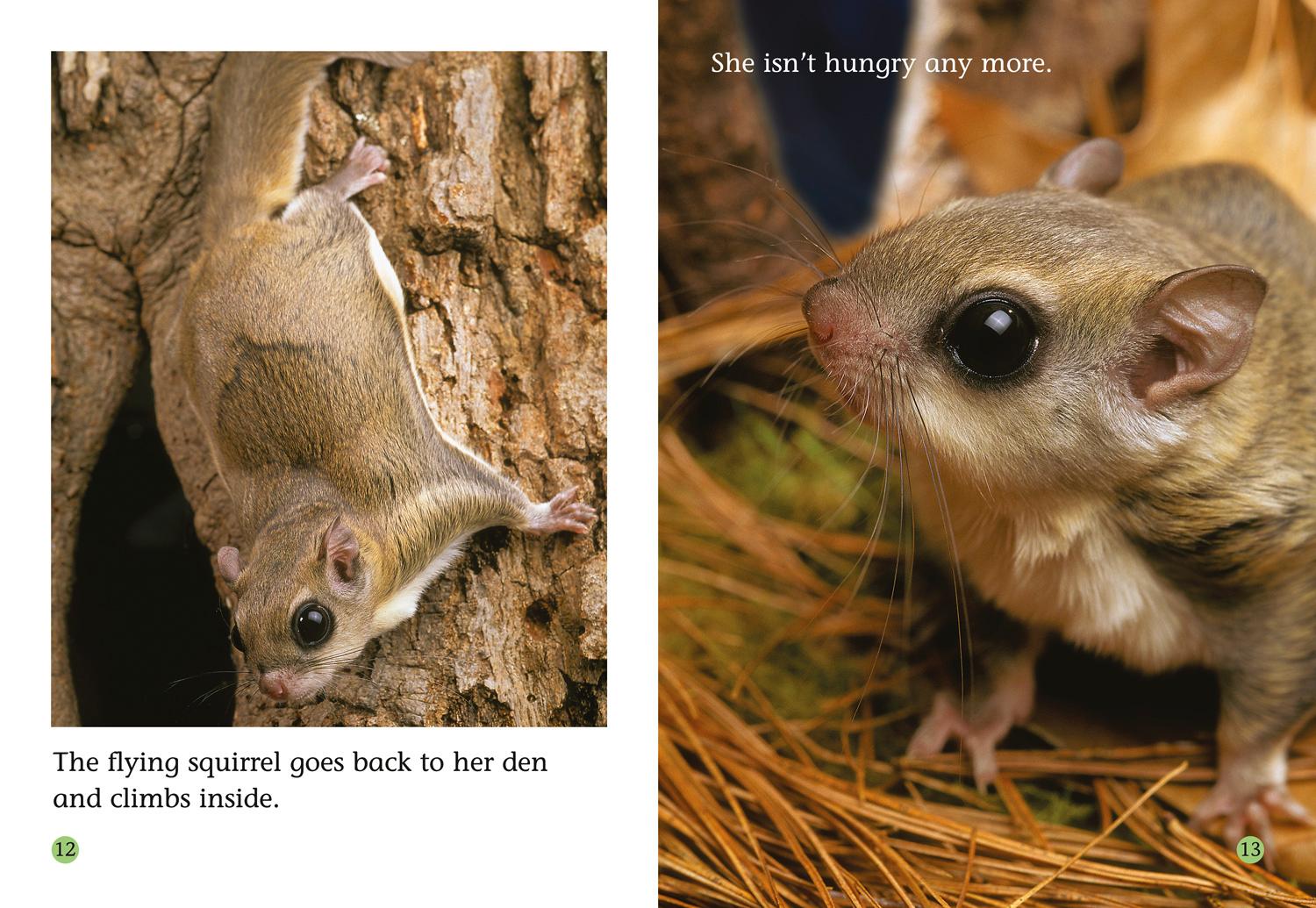 Beispielinhalt (Bild) The Fantastic Flying Squirrel