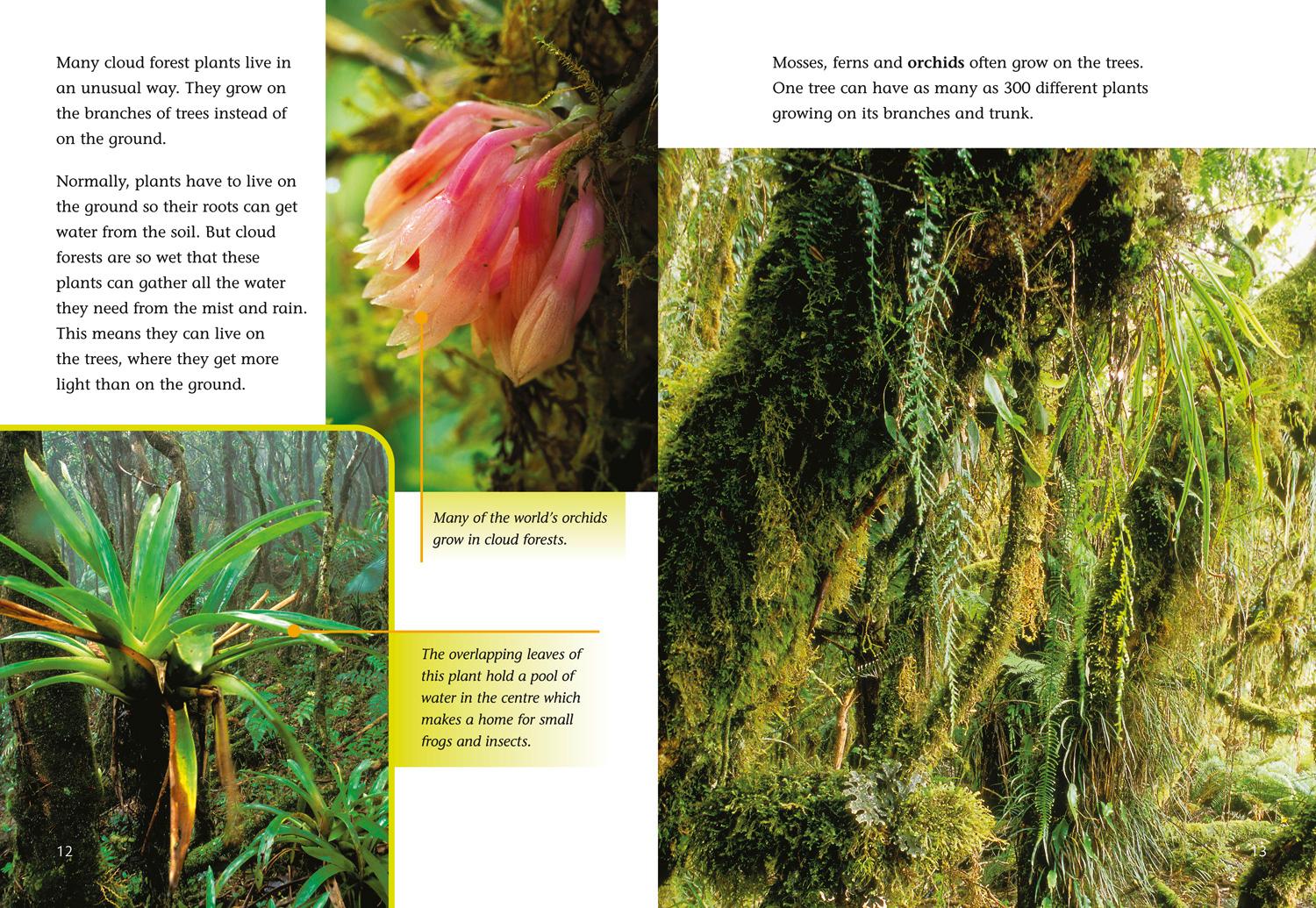 Beispielinhalt (Bild) The Cloud Forest